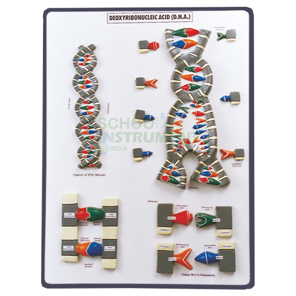 DNA Model on Base